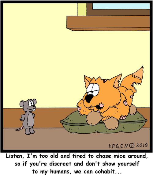 "Listen, I'm too old and tired to chase mice around, so if you're discreet and don't show yourself to my humans, we can cohabit. . ."