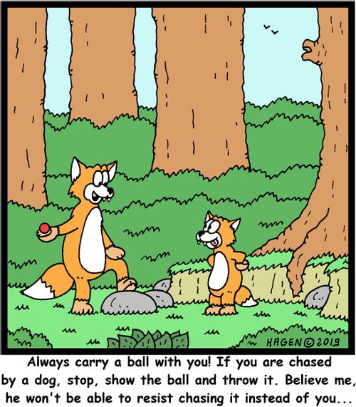 "Always carry a ball with you! If you are chased by a dog, stop, show the ball and throw it. Believe me, he won't be able to resist chasing it instead of you..."