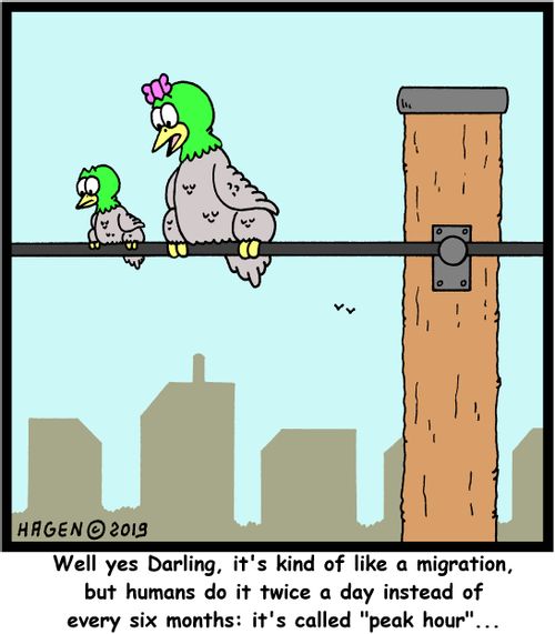 "Well yes Darling, it's kind of like a migration, but humans do it twice a day instead of every six months: it's called "peak hour"..."