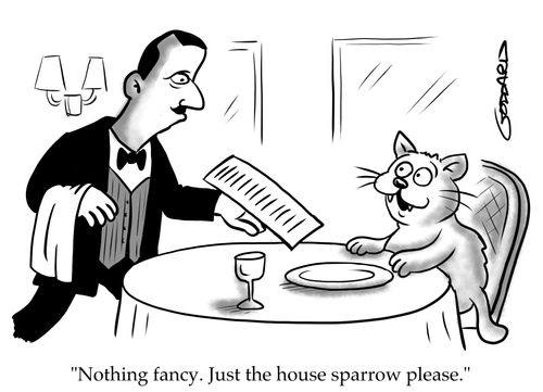 "Nothing fancy. Just the house sparrow please."