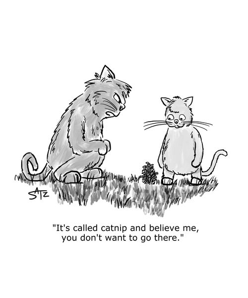 "It's called catnip and believe me, you don't want to go there."