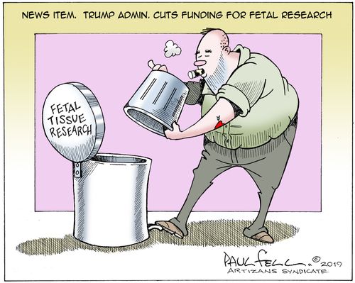 Trump Admin. Cuts Funding For Fetal Research