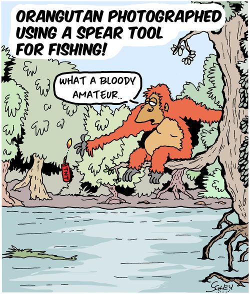 Orangutan Photographed Using A Spear Tool For Fishing
