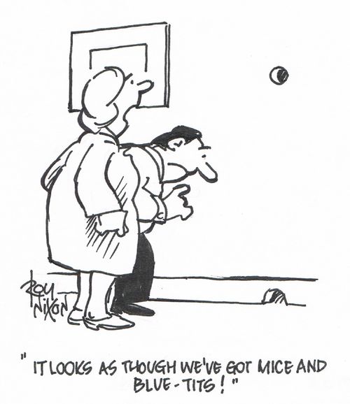 "It looks as though we've got mice and blue-tits!"