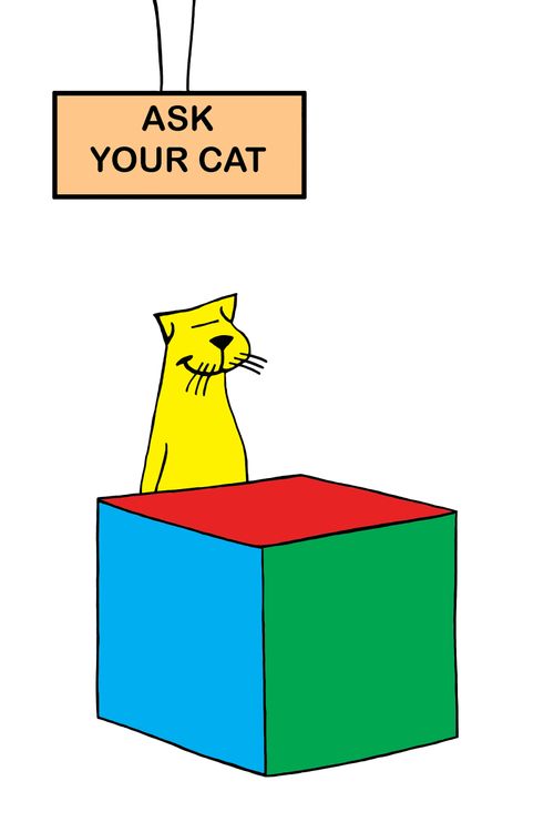 A self satisfied cat appears to know answers to all questions
