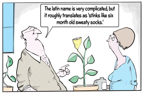 "The latin name is very complicated, but it roughly translates as 'stinks like six month old sweaty socks'."