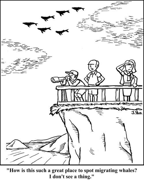 "How is this such a great place to spot migrating whales? I don't see a thing."