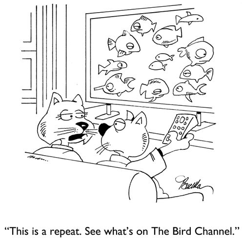 "This is a repeat. See what's on The Bird Channel."