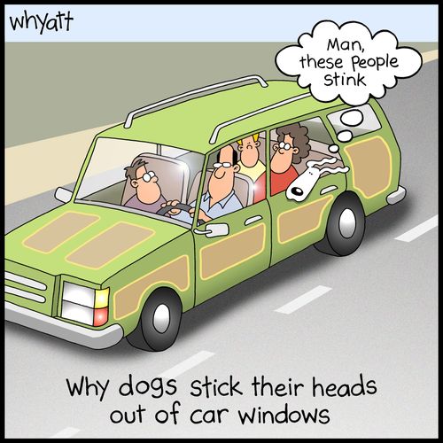 Why dogs stick their heads out of car windows.