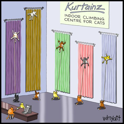 Indoor Climbing Centre for Cats.
