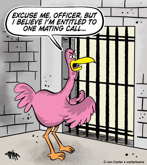 "Excuse me, officer, but I believe I'm entitled to one mating call..."
