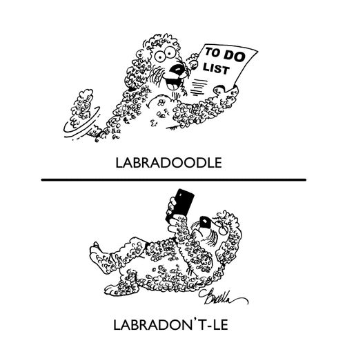 Labradoodle/Labradon't-le