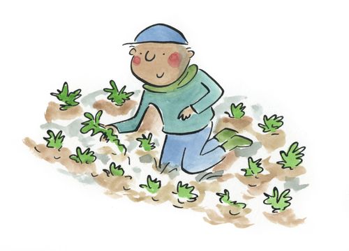 Planting veggies
