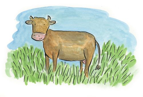 Brown cow