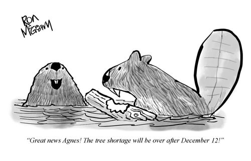 "Great news Agnes! The tree shortage will be over after December 12!"