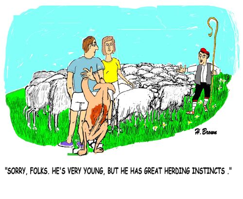 "Sorry, folks. He's very young, but he has great herding instincts."