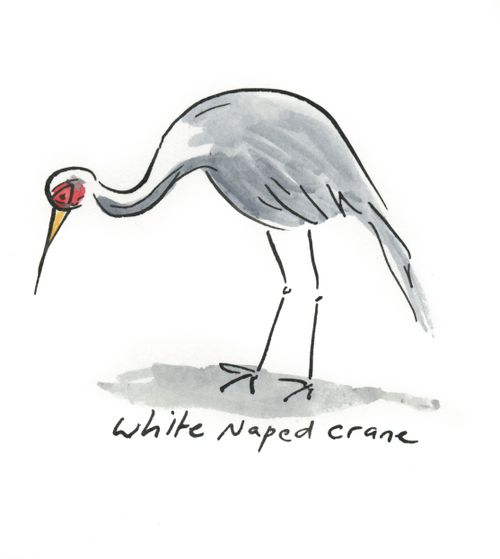 White Naped Crane