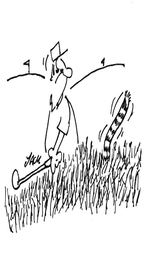 Tiger in the rough.