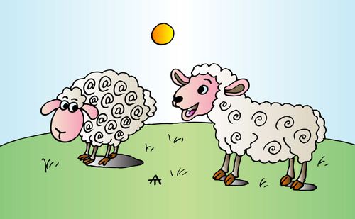 Sheep 