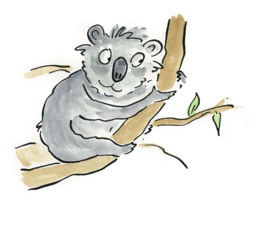 Koala