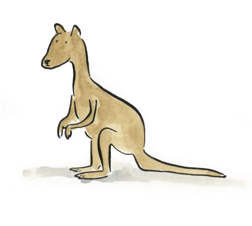 Kangaroo