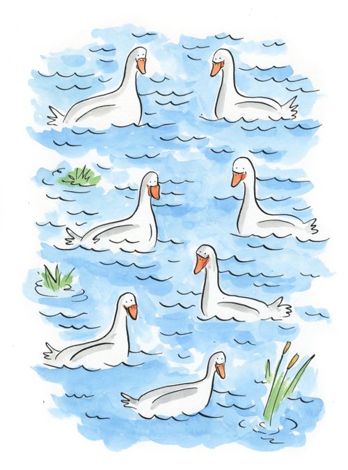 Seven swan a swimming