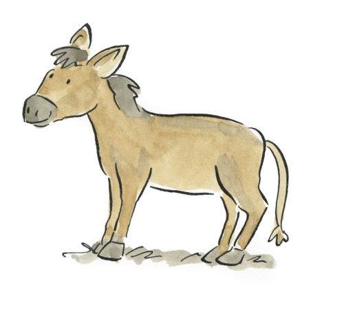 Donkey