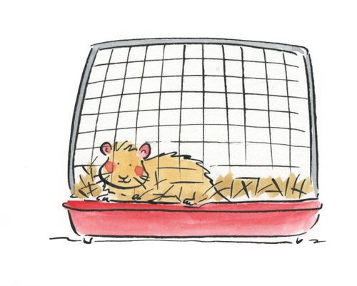 Hamster