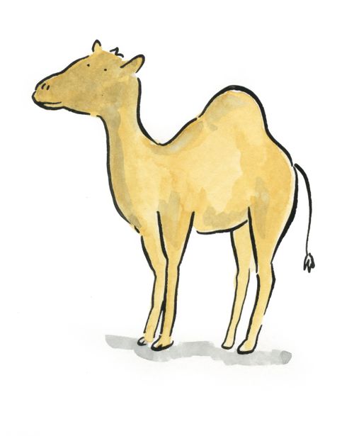 Camel