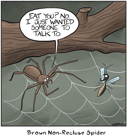 Brown Non-Recluse Spider