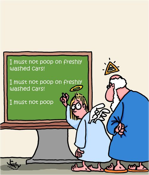 I must not poop on freshly washed cars!