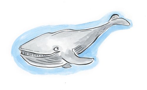 Whale