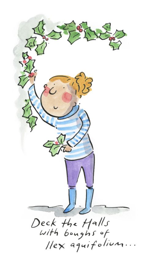 Deck the halls with Ilex aquifolium