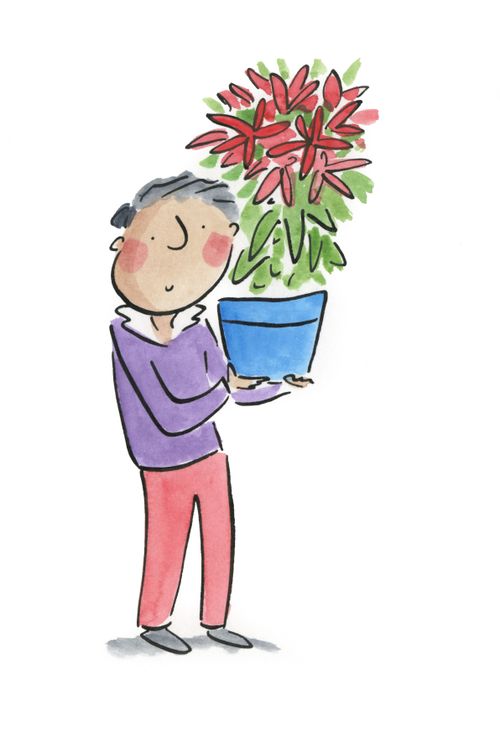 Poinsettia