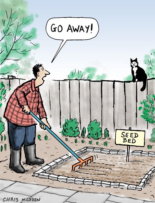 A cat planning to use a garden as a toilet