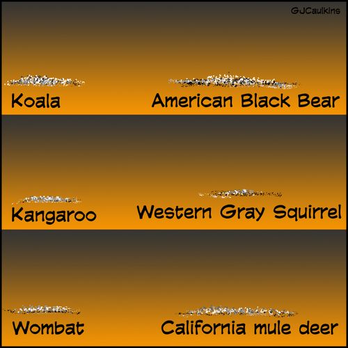 Australia & California Wildlife Burned