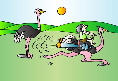 Ostriches