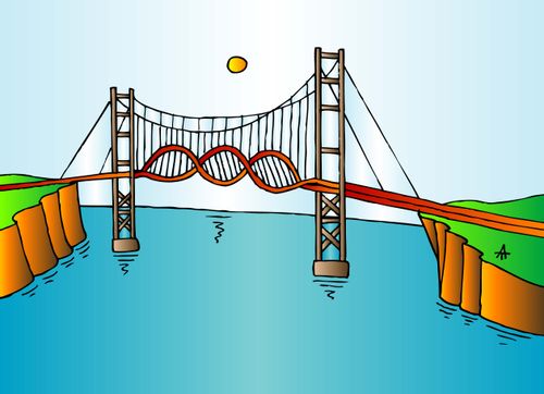 DNA Bridge
