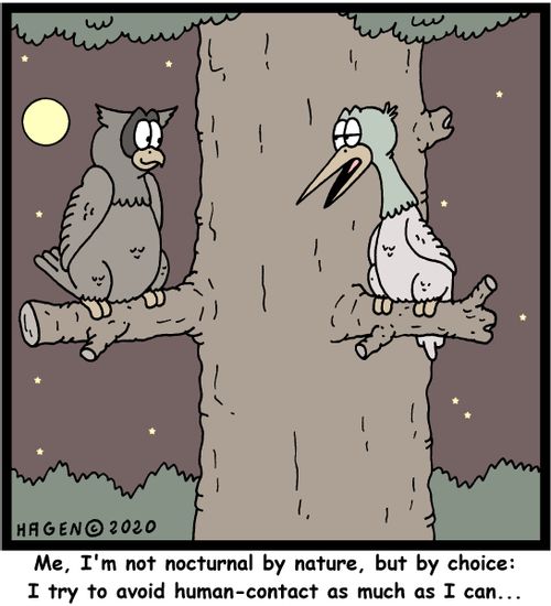 "Me, I'm not nocturnal by nature, but by choice: I try to avoid human-contact as much as I can..."