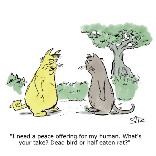 "I need a peace offering for my human. What's your take? Dead bird of half eaten rat?"