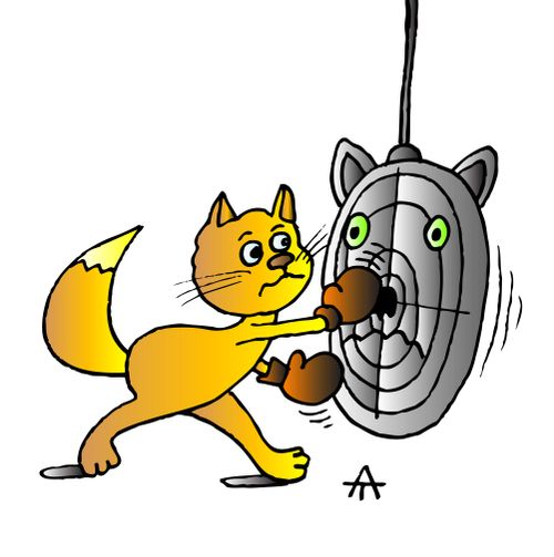 Cat boxer