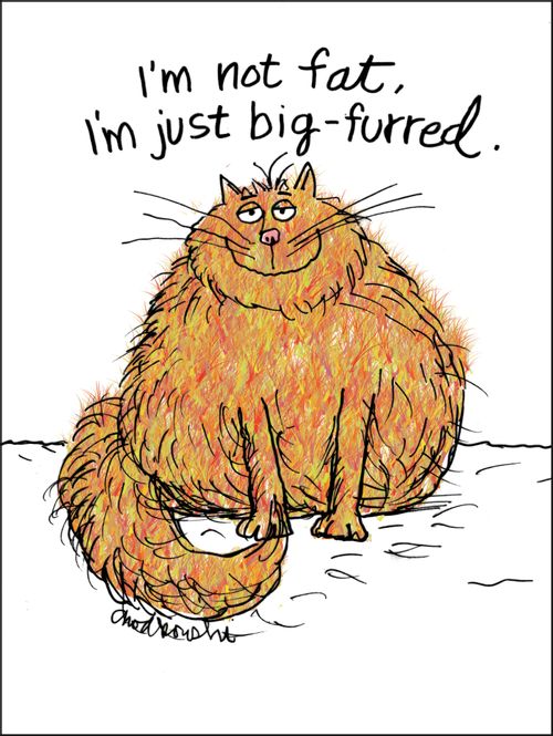 "I'm not fat, I'm just big-furred."