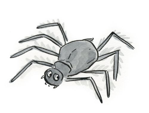 Spider