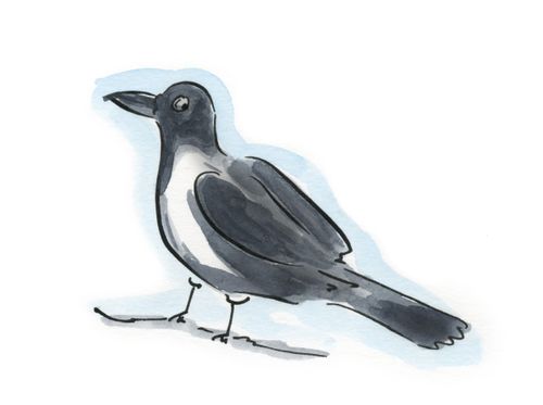 Magpie