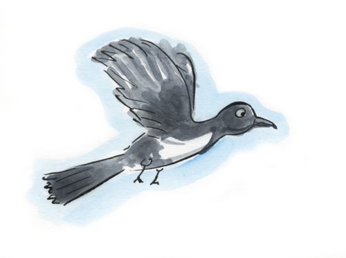 Magpie flying