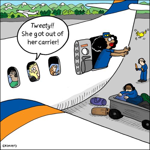 "Tweety! She got out of her carrier!"