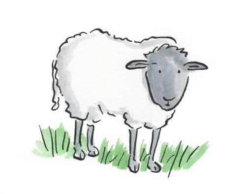 Sheep
