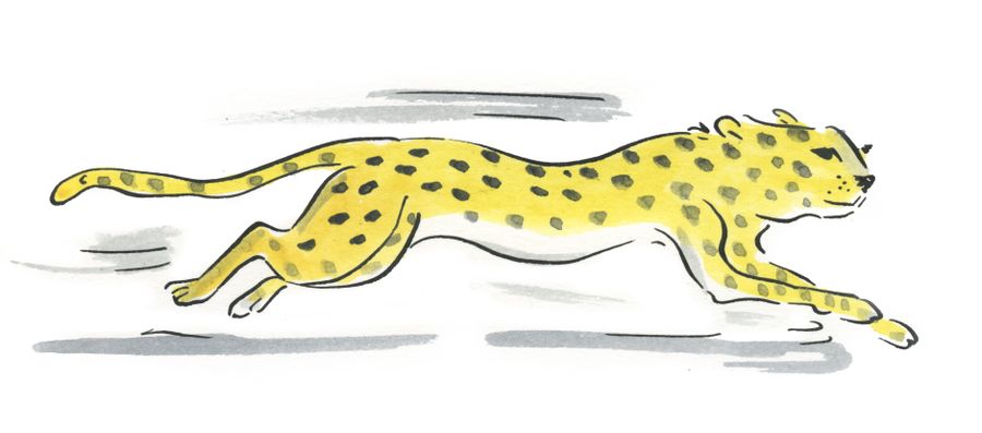 Cheetah