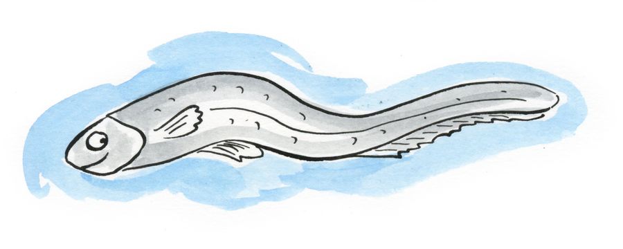Eel