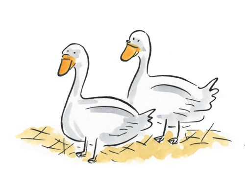 Geese